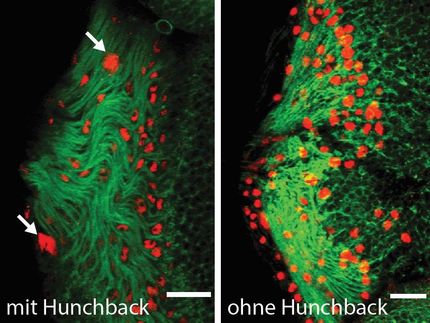 Neue Funktion für altes Protein