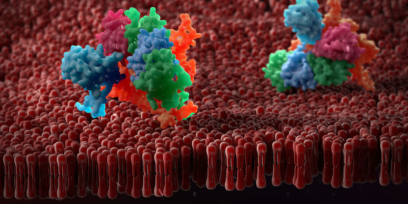 Neues Werkzeug zur Proteinaufklärung - Neue Methode, um grosse Membranproteine zu kristallisieren