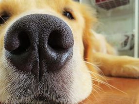 Dog's nose inspires new gas sensor materials