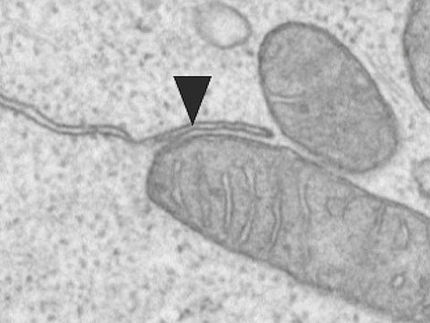 How cellular structure orchestrates immunologic memory