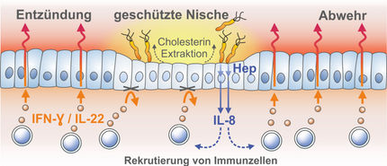 Magenbakterium im toten Winkel des Immunsystems