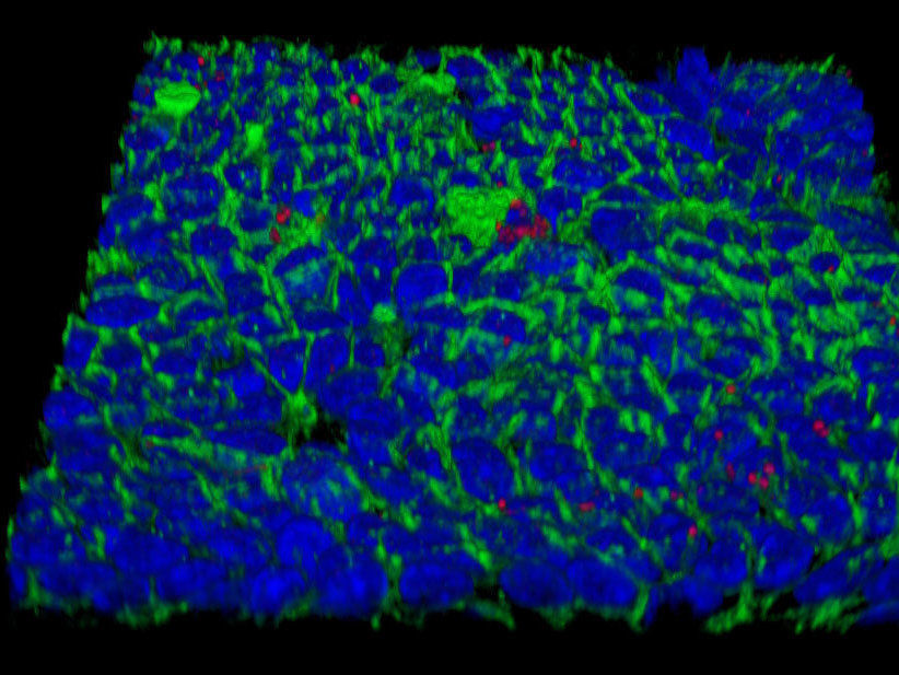 © MPI f. Infection Biology