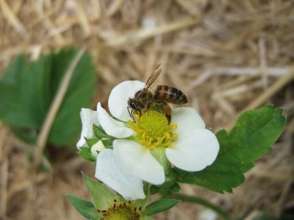 Honigbiene bei der Bestäubung einer Erdbeerblüte.