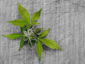 Zweifel an der Wirksamkeit von Cannabis gegen Krebs