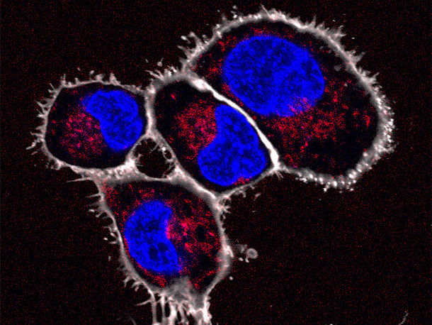 Winzige Zell-Implantate funktionieren auch in vivo