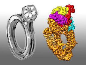 Diamond ring architecture of a protein complex