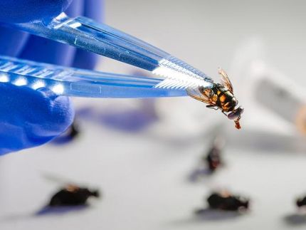 Fliegen als Überträger antibiotikaresistenter Keime