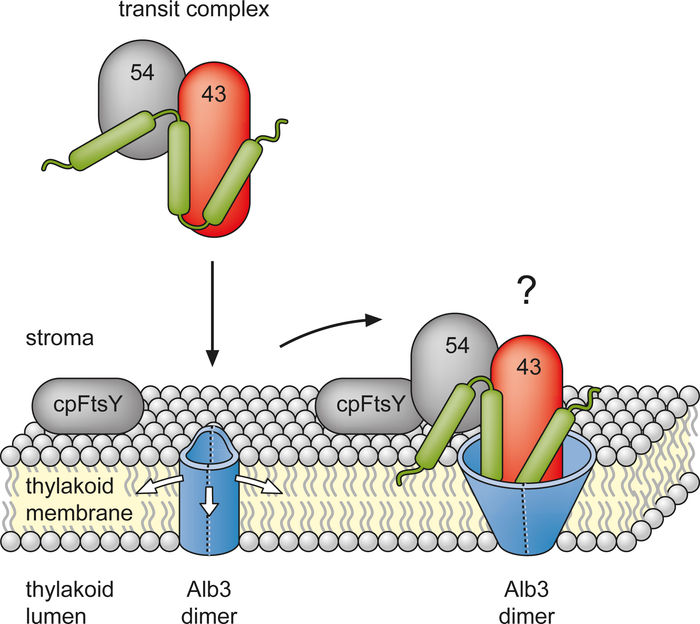 © The American Society for Biochemistry and Molecular Biology