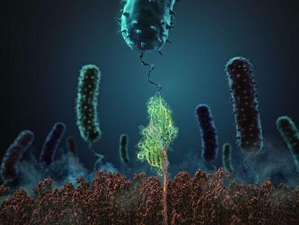 Bacterial adhesion in vitro and in silico