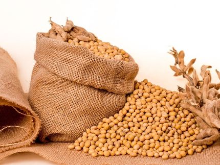 Chinas Strafzölle lassen Soja-Preis um 5 Prozent fallen