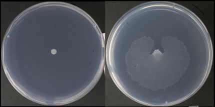 Un compuesto natural disminuye la capacidad infectiva de las bacterias