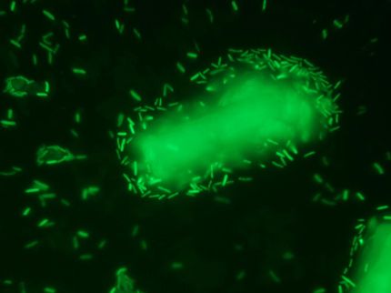 A greener and cheaper technique for biofuel production