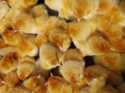 Undercover in der Brüterei für Bio, Freiland und Co.
Weibliche Küken illegal vergast, Schnäbel verstümmelt und lange Tiertransporte