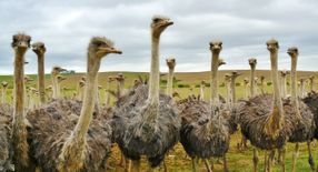 Strauß, Lama und Kamel: Warum hessische Bauern auf Exoten setzen