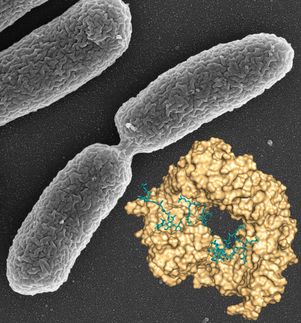 El CSIC desvela cómo se desencadena la resistencia a los antibióticos en una bacteria agresiva en hospitales
