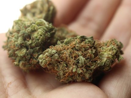 Tabak für das Herz schädlicher als Cannabis