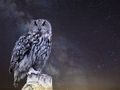 Night owls have higher risk of dying sooner