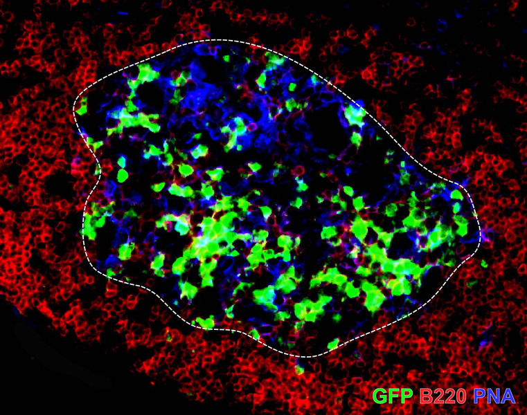 © MPI f. Neurobiologie