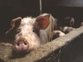 Strafzölle für US-Schweinefleisch drücken Preise