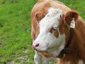 FrieslandCampina full speed ahead towards sustainable milk