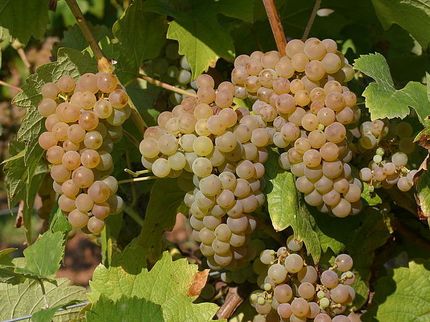 Nächste Rebsorten-Generation für nachhaltigen Weinanbau ist am Start