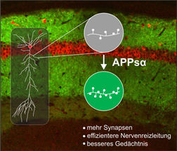 Spaltprodukt des Alzheimer-Schlüsselproteins APP stimuliert Nervenzellkommunikation