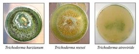 Dilucidados los mecanismos de producción de enzimas hidrolíticas en hongos