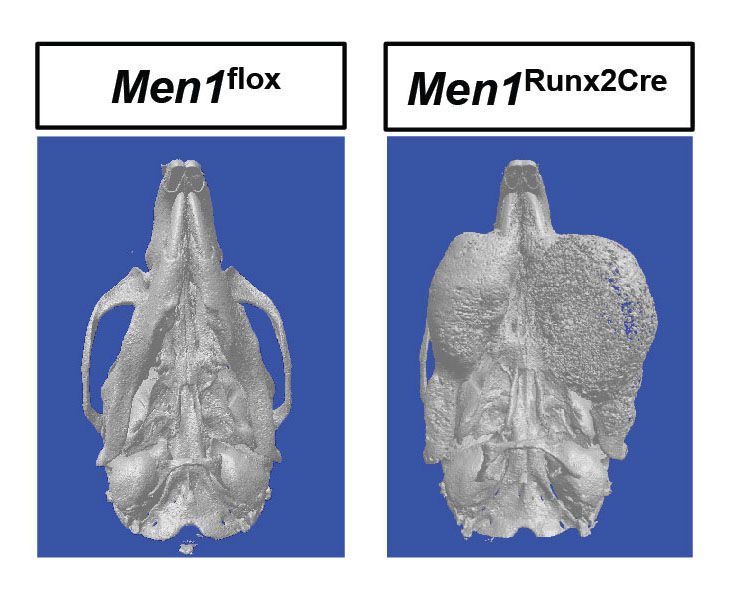 Institut für Molekulare Endokrinologie der Tiere