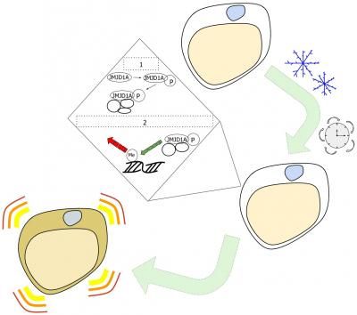 Enduring cold temperatures alters fat cell epigenetics