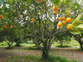 Studie zeigt katastrophale Arbeitsbedingungen auf Orangen-Plantagen in Brasilien
