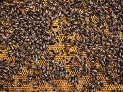 Aus für drei Insektengifte auf Äckern: EU-Staaten sprechen Verbot aus