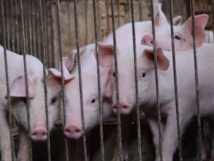 Jury hits pork giant for $50M for hog operation's nuisance