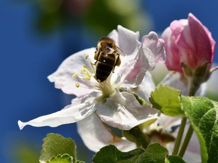 EU verbannt wegen Bienensterben drei Insektenmittel von Äckern