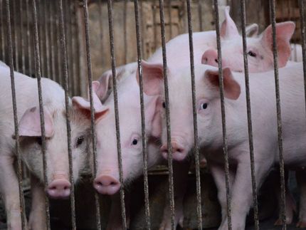 Lawyers wrap up case blaming pork giant for ghastly smells