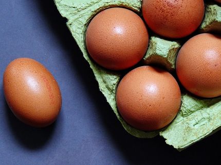 Rückruf wegen Salmonellen-Befalls - Zahl der betroffenen Eier offen