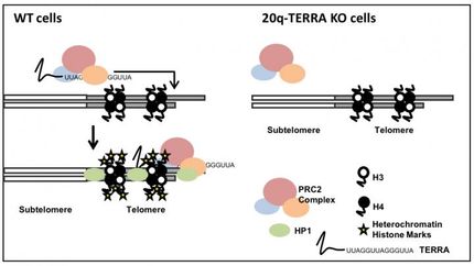 TERRAs, los RNAs teloméricos, son importantes reguladores epigenéticos