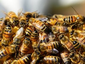 Honeybee winter mortality same as last year
