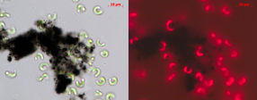 Nanotubes «rob» green algae of space and light