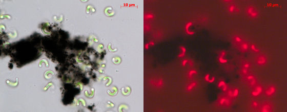 Nanoröhrchen «stehlen» Grünalgen Platz und Licht