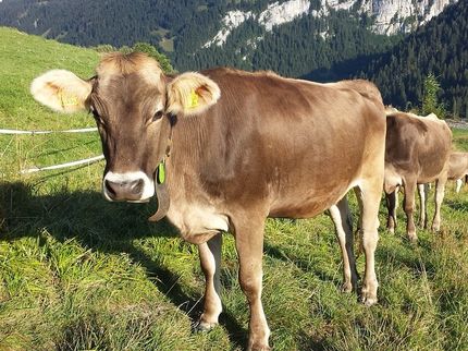 Mit Frischgras kostengünstig Milch produzieren