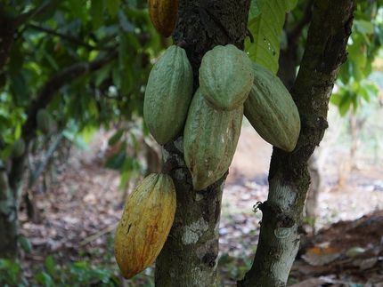 Cocoa CRISPR: Gene editing shows promise for improving the 'chocolate tree'