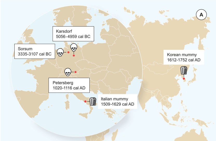 Krause-Kyora et al. Neolithic and Medieval virus genomes reveal complex evolution of Hepatitis B. 2018.