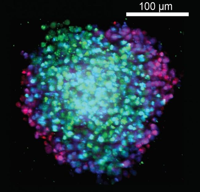 Kota et. al./The Scripps Research Institute