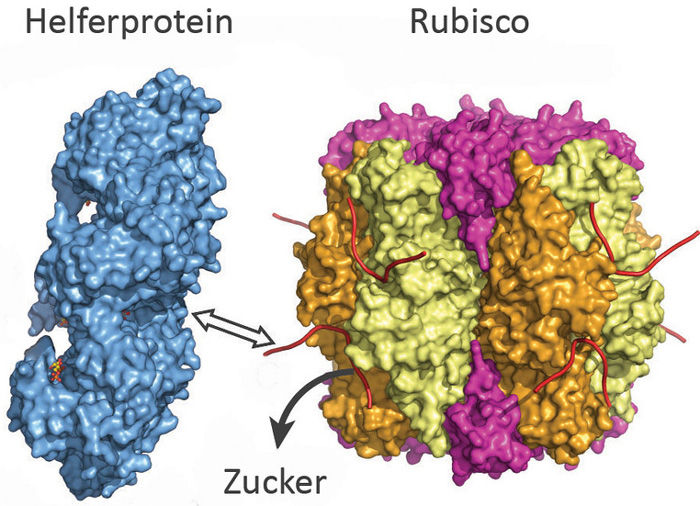 © Manajit Hayer-Hartl / Max-Planck-Institut für Biochemie