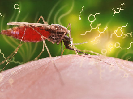 Duftstoff-Cocktail verrät Malaria