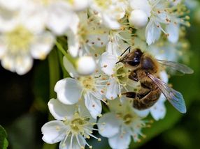 "Stummer Frühling": Erst sterben Biene & Co, dann die Auswahl