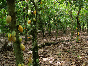 Kakaopflanzung in Ghana: Grosse schattenwerfende Bäume können dazu beitragen, den Ertrag auf nachhaltige Weise zu optimieren.