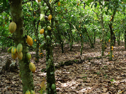 Cocoa plantation in Ghana: Under a shade-tree cover of 30 percent, shade trees had a positive effect on cocoa plants compared to areas without shade trees.