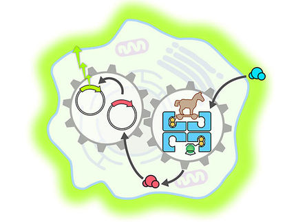 Designerzellen: Künstliches Enzym kann Genschalter betätigen