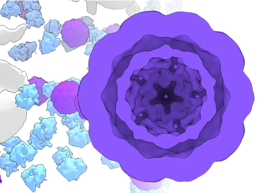 P. Erdmann / Max-Planck-Institut für Biochemie